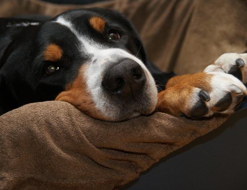 dog1 dog1